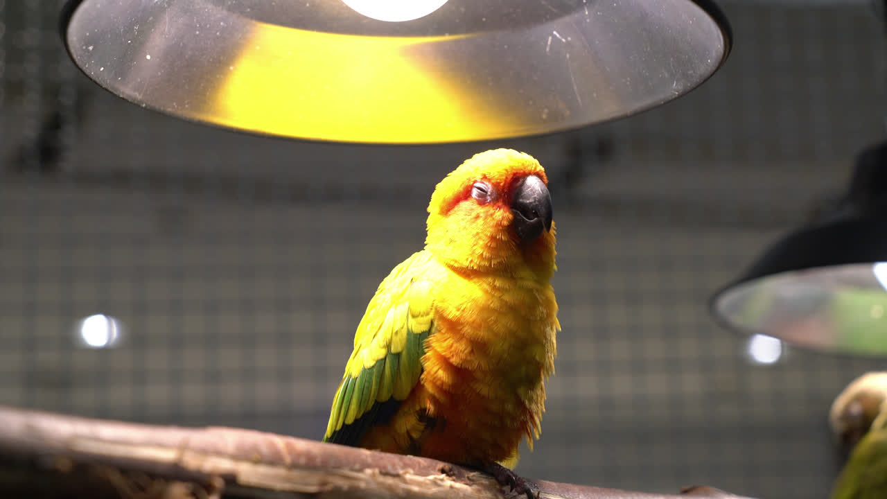 새장 속의 귀여운 잉꼬