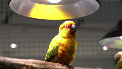 Süße-Lovebirds-In-Einem-Käfig