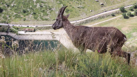 alpine ibex or steinbock or rock goat standing on a wild rocks landscape