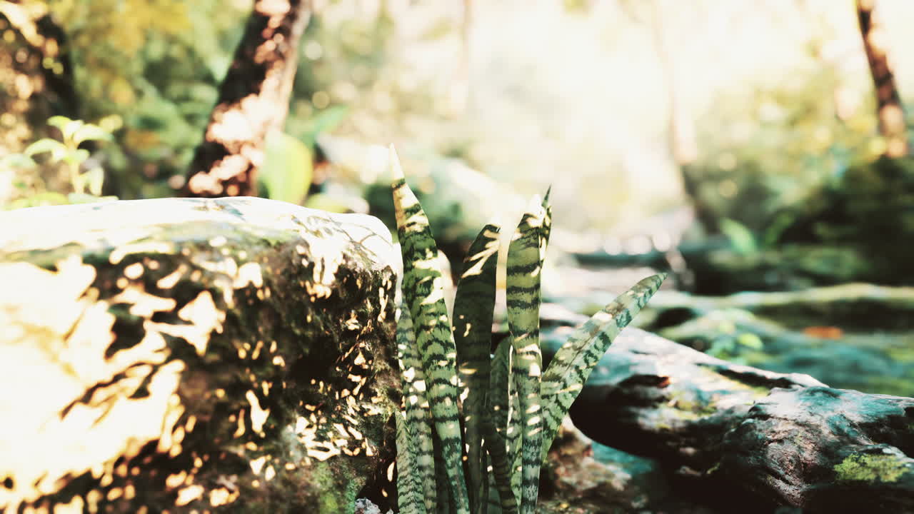 열대우림의 안개와  ⁇ 빛