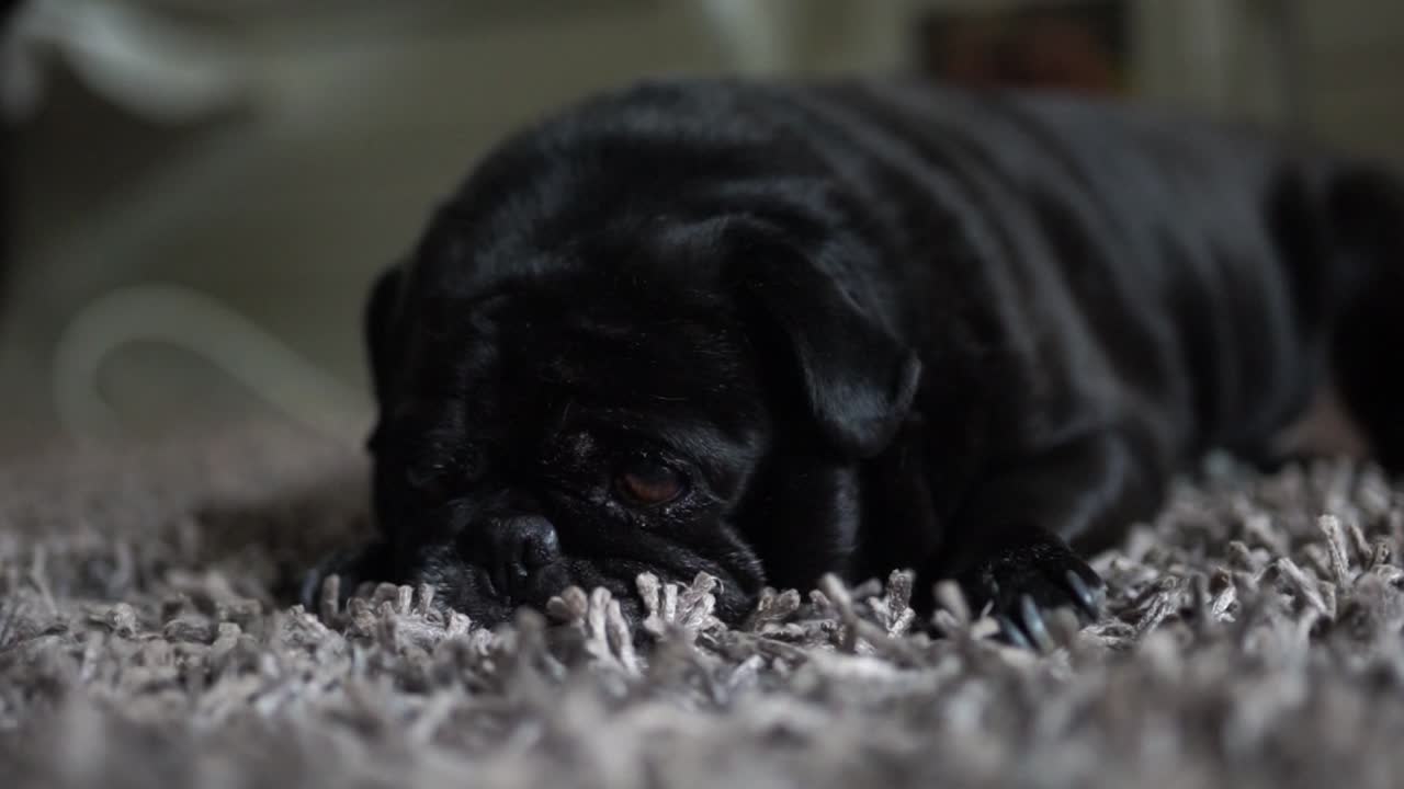 머리를 비비고 카펫에 졸린 늙은 검은 퍼그, 가까이