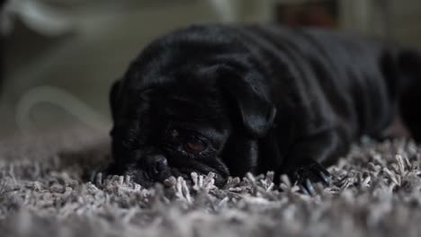 viejo pug negro acostado somnoliento en la alfombra recibiendo un masaje en la cabeza, de cerca