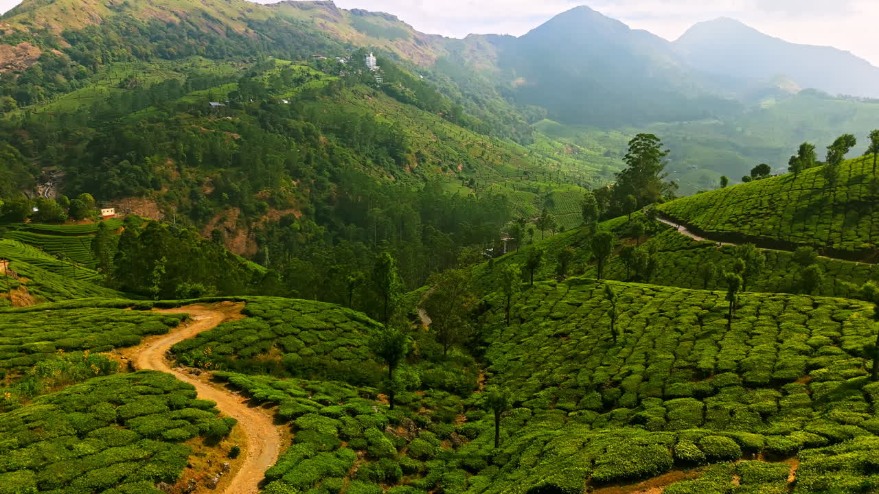 Aerial view of a beautiful tea farm landscape, lush greenery of Munnar, India
