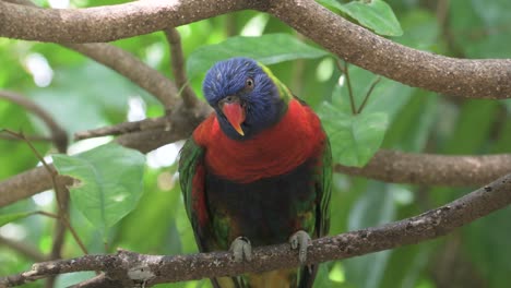 colourful parrot sitting in tree branch and looking around, singapore