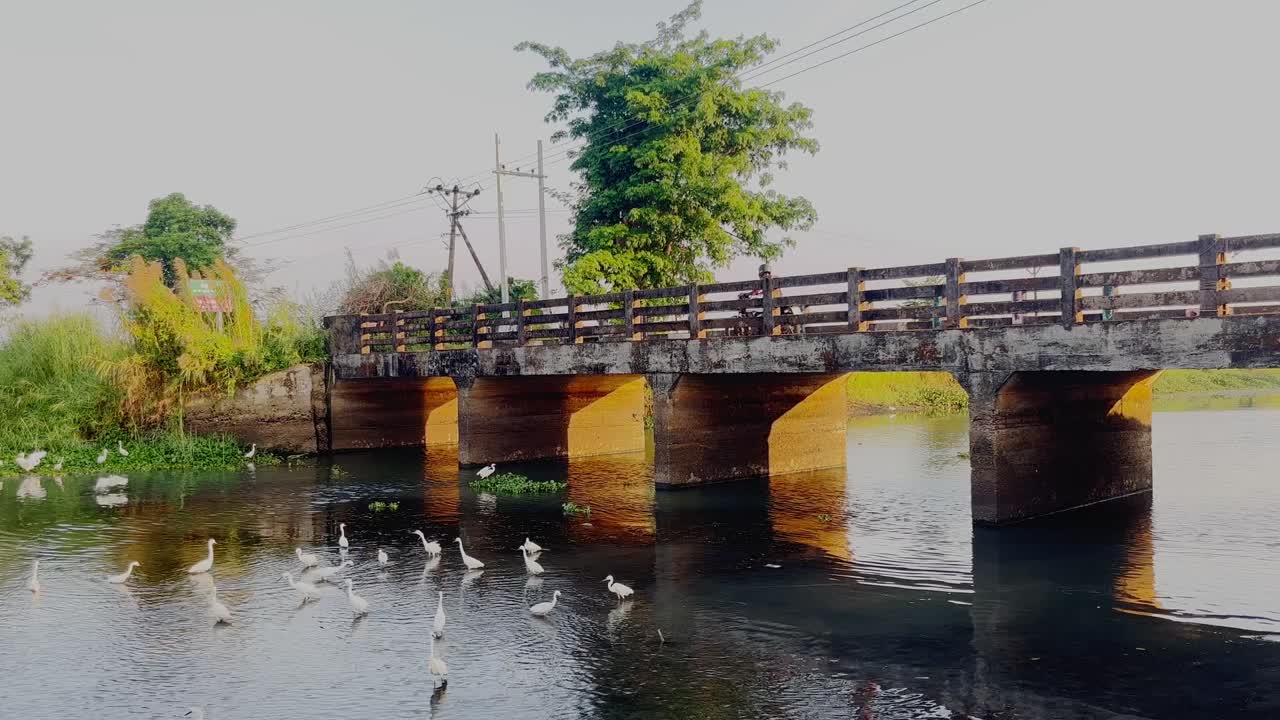 grullas relajándose en un arroyo debajo del puente