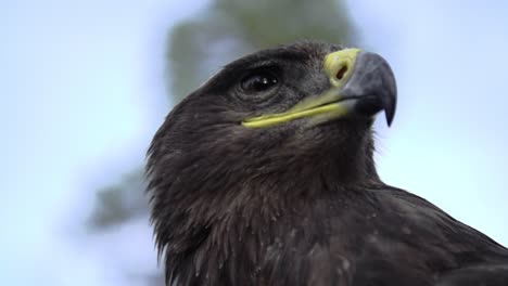 eagle, hawk close up with a honorable face of american flag