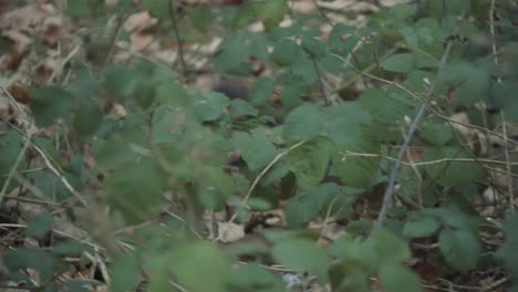 red squirrel moving in the woods collecting and burying nuts