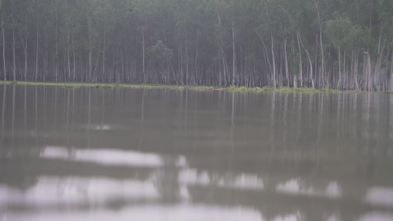방글라데시의 조용한 숲 늪