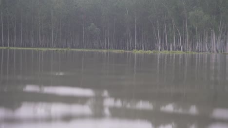 Un-Pantano-De-Bosque-Silencioso-De-Bangladesh