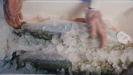 las manos muestran un gran salmón enfriado por hielo