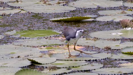 white breasted waterhen walking on lotus leaves in a pond in search of food - high angle shot