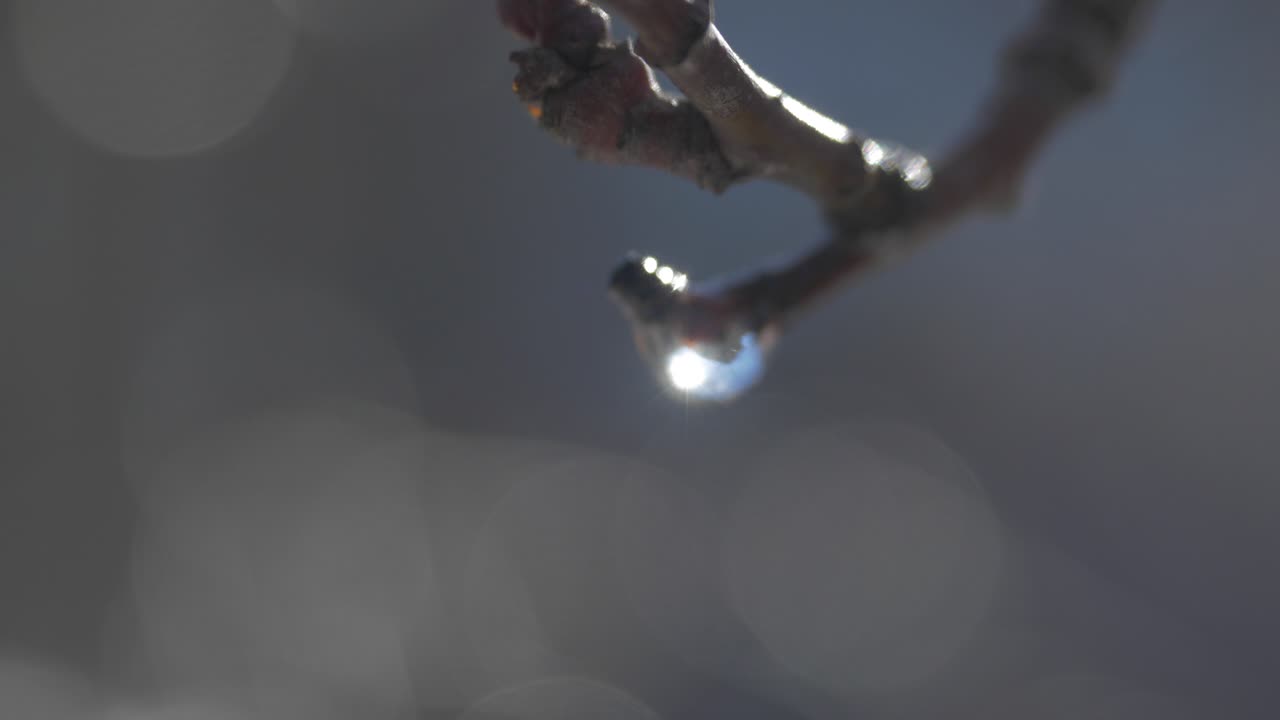 가지 에 물방울 이 떨어지는 것