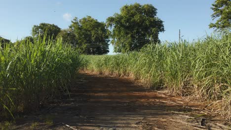 shot of a sugar cane field on a tropical island. the camera moves backwards.