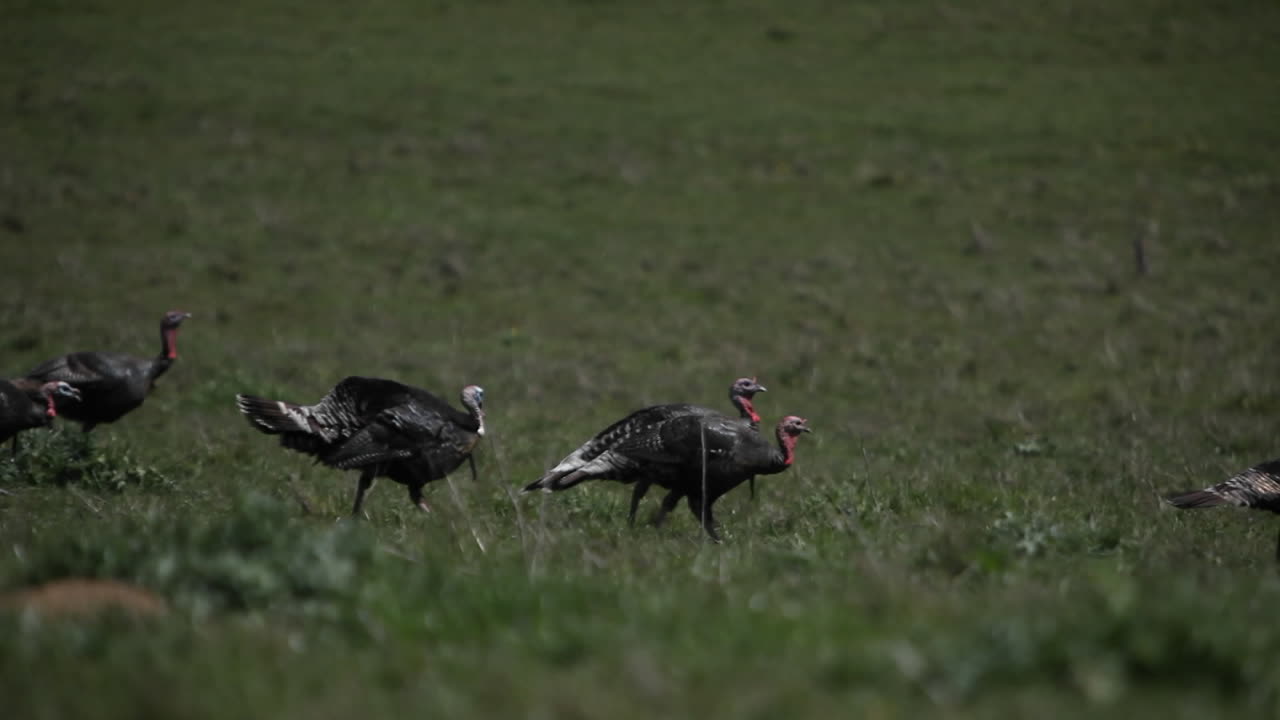 un grupo de pavos camina por un campo de hierba