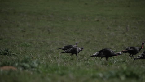 a group of turkeys walk across a grassy field