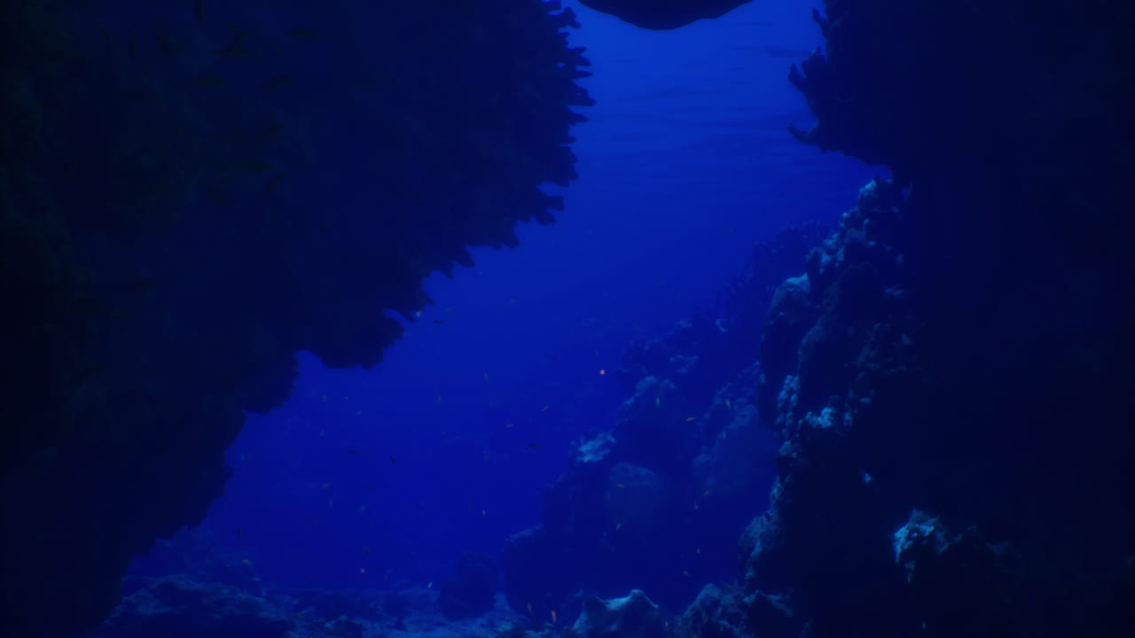 vista submarina de un vibrante arrecife de coral en un ambiente oceánico sereno