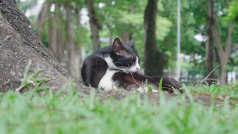 방의 피니 파크에 있는 고양이