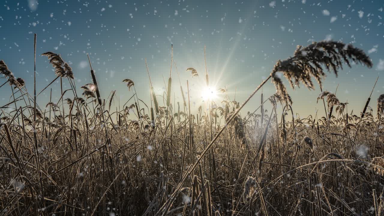 Padający śnieg, natura, las, drzewa, krajobraz w biały, słoneczny zimowy dzień. Jasny i lśniący śnieg, zimna pora. Zapętlone wideo, cinemagraph.
