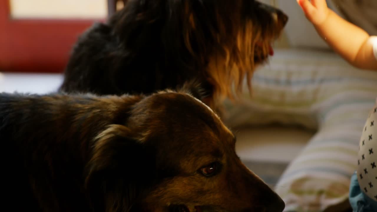 familia jugando con su perro mascota 4k