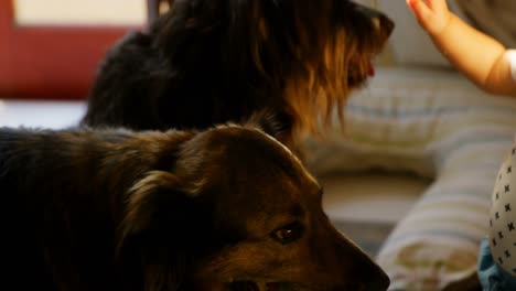 family playing with their pet dog 4k