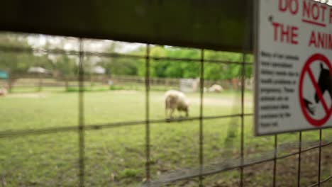 Una-Oveja-Está-Comiendo-Hierba-En-Un-Rancho