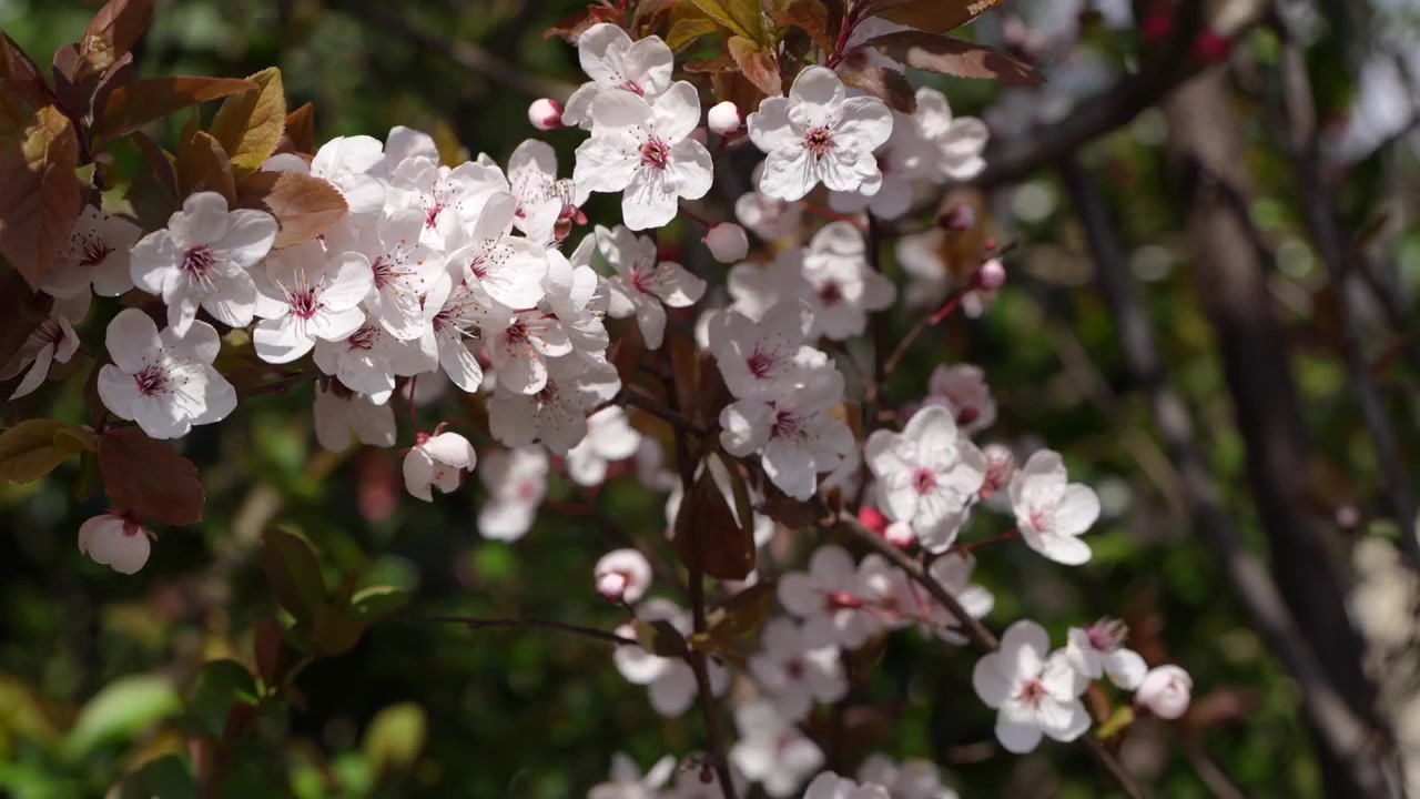 Primo piano di fiori bianchi di ciliegio in piena fioritura su un ramo con foglie rosso scuro alla luce del sole primaverile.