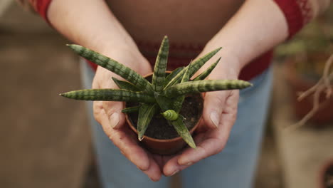 hands holding succulent plant