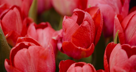 fresh flowers tulips on black background 13