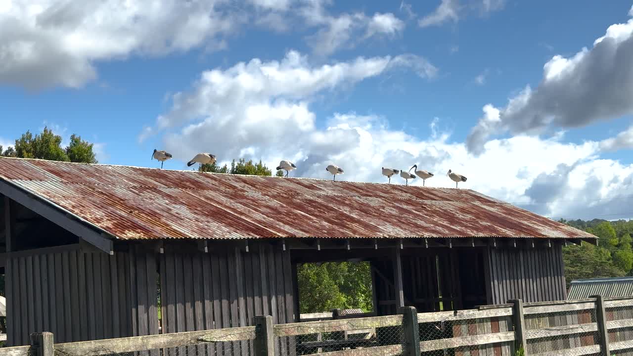 A group of ibises perched on a rusty farm roof under a bright blue sky with scattered clouds