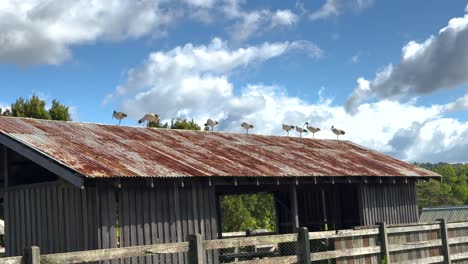 A group of ibises perched on a rusty farm roof under a bright blue sky with scattered clouds