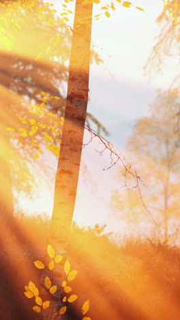 autumn sunlight through the woods