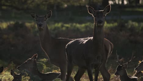 Herd-of-deer-looking-into-camera-and-running-away-golden-hour