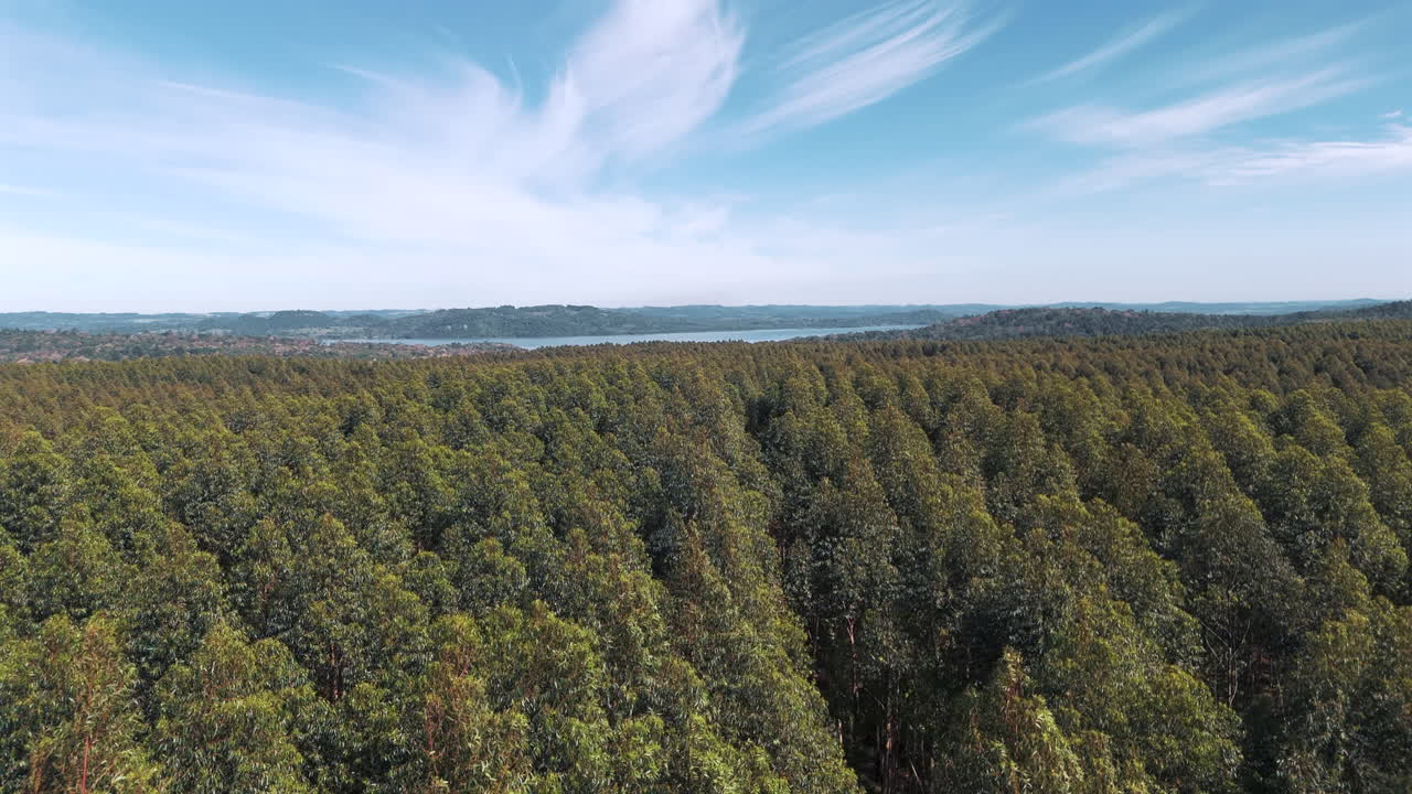 un dron volando bajo captura una vista panorámica sobre un bosque de eucaliptos en misiones, argentina, con el río paraná, que divide argentina y paraguay, visible en el fondo