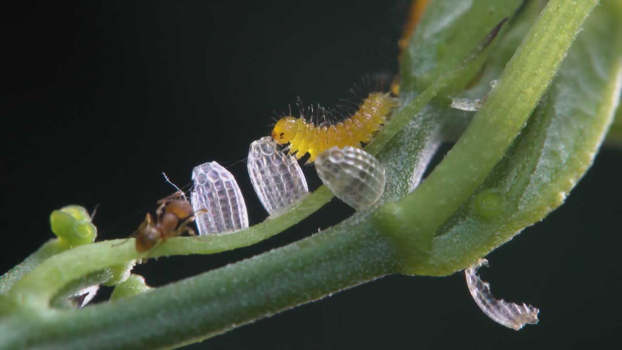 이 매크로 샷에서 개미가 바라보는 동안 얼룩말 애벌레가 껍질을 먹고 있습니다.