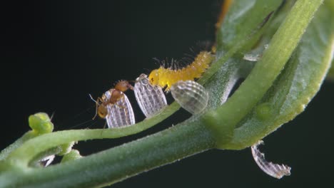 A zebra caterpillar eats its shell while an ant looks on in this macro shot