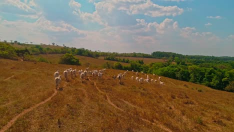 Disparo-De-Un-Dron-Después-De-Una-Manada-De-Ganado-Vacuno-Corriendo-Por-Un-Campo-Seco