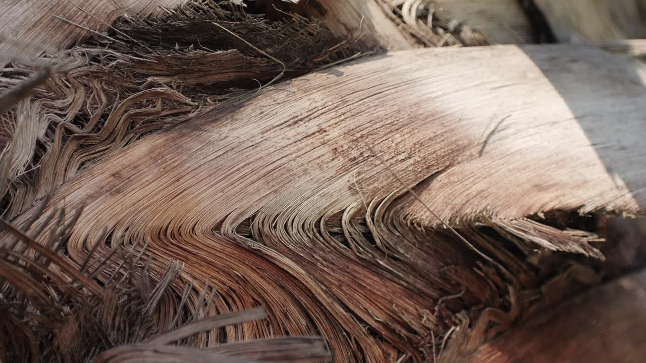 Close-up of Dried Palm Frond Texture