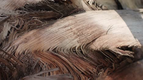 close-up of dried palm frond texture