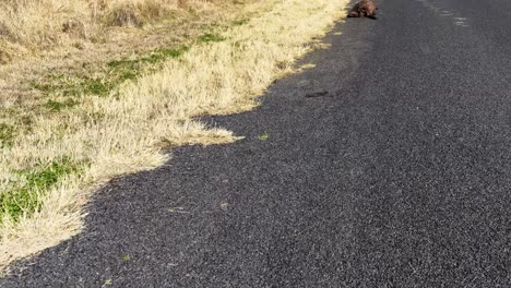 drone footage steadily approaches a deceased kangaroo lying on the edge of an asphalt road in a dry, grassy rural landscape under bright sunlight