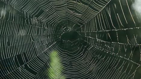 close up impressive spiderweb in morning sunlight, tilt up