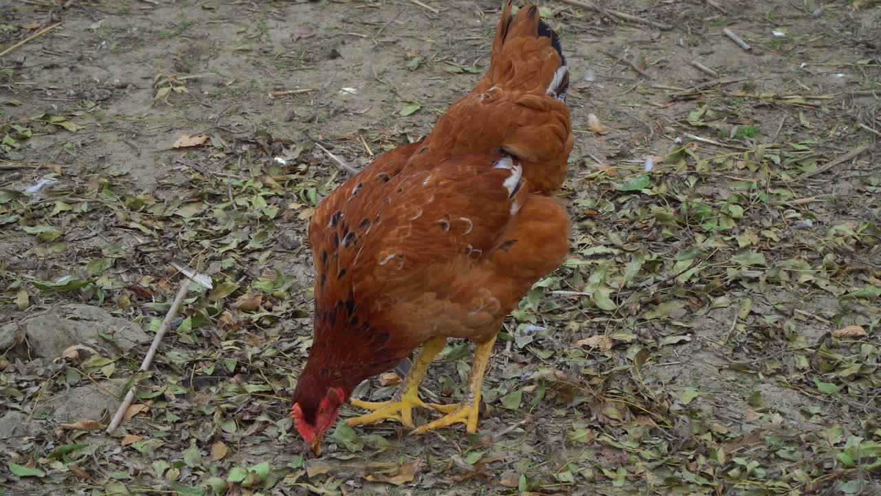 Close-up of a Red Sex-Link hen scratching on the ground among dead leaves in Puszta, Hungary