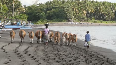 mulheres indonésias pastoreando vacas na praia