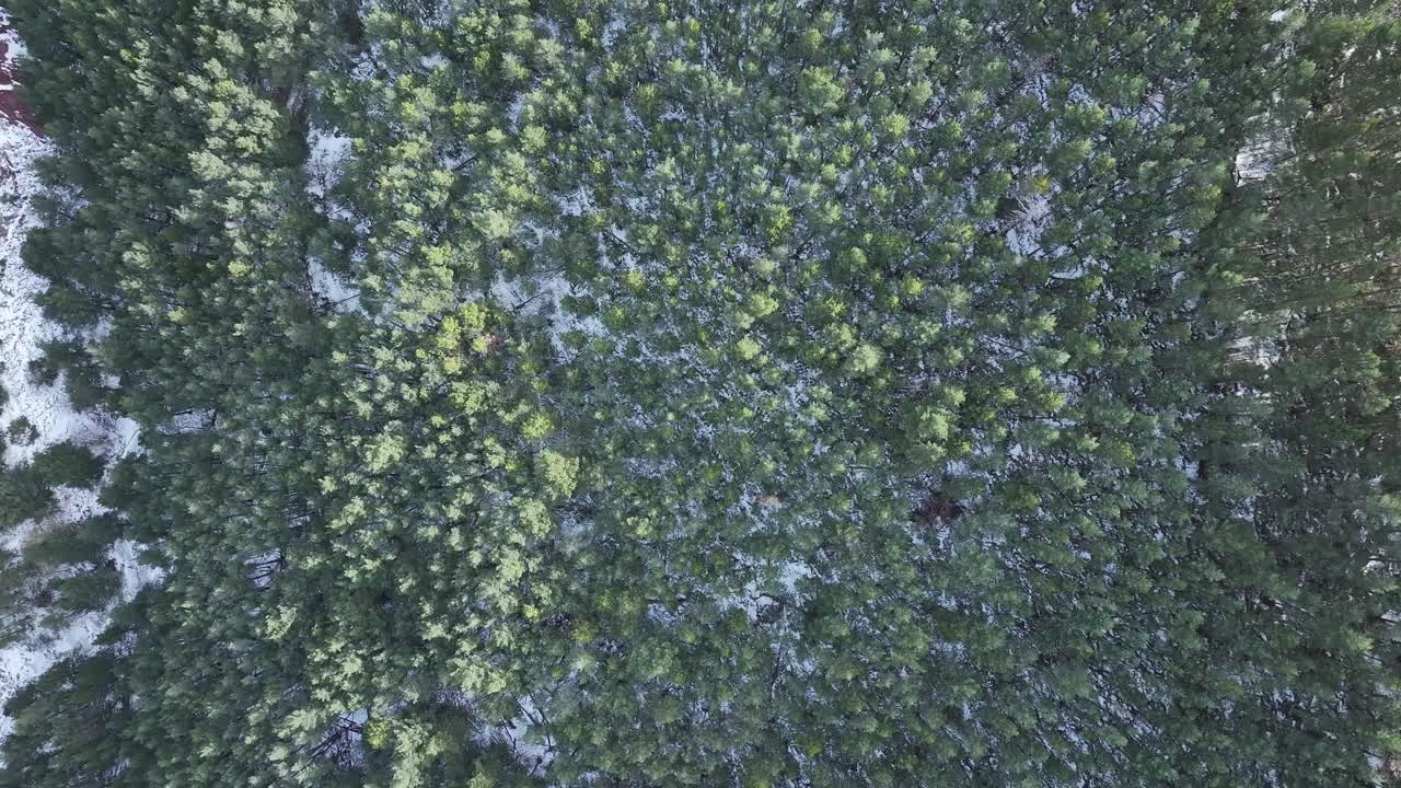 aerial views of snow-covered forests in the Pyrenees