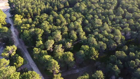 Aerial-view-back-along-trail-through-Pine-Tree-Forest-Plantation-in-Gnangara,-Perth,-WA