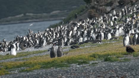 huge group of penguins in isla martillo, ushuaia