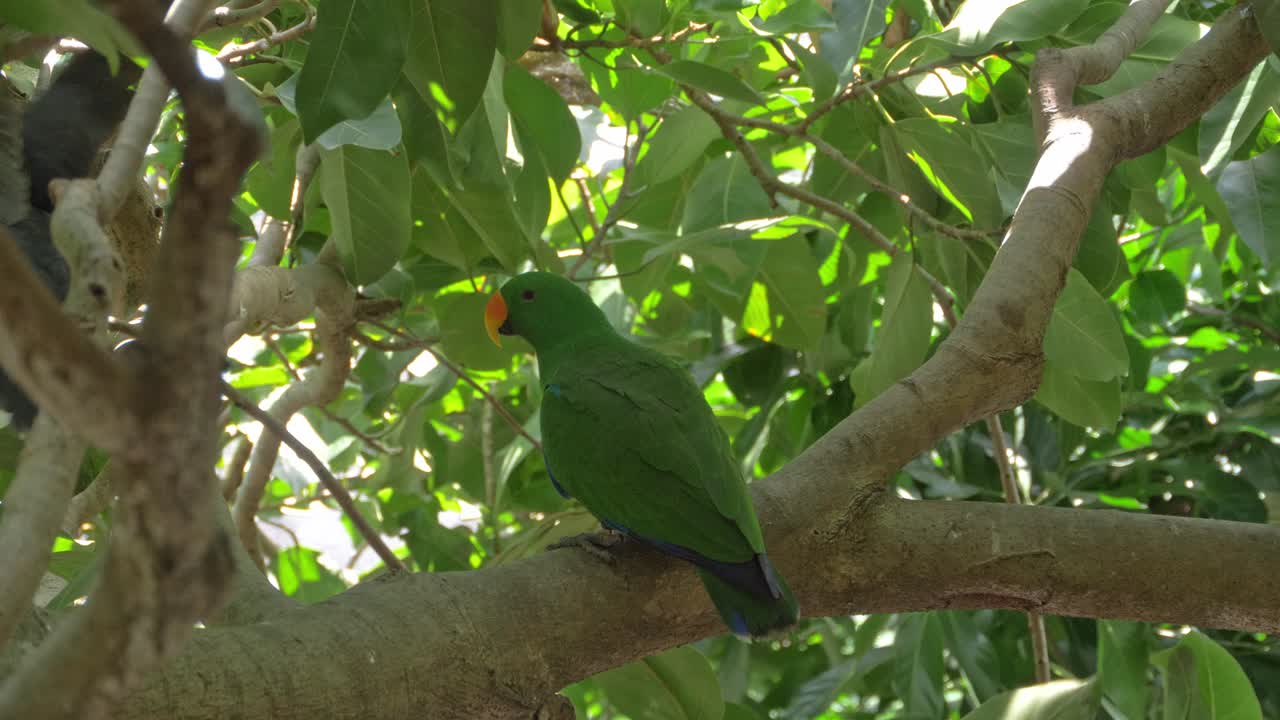 loros eclectus machos adultos donde se posan en la rama de un árbol en queensland