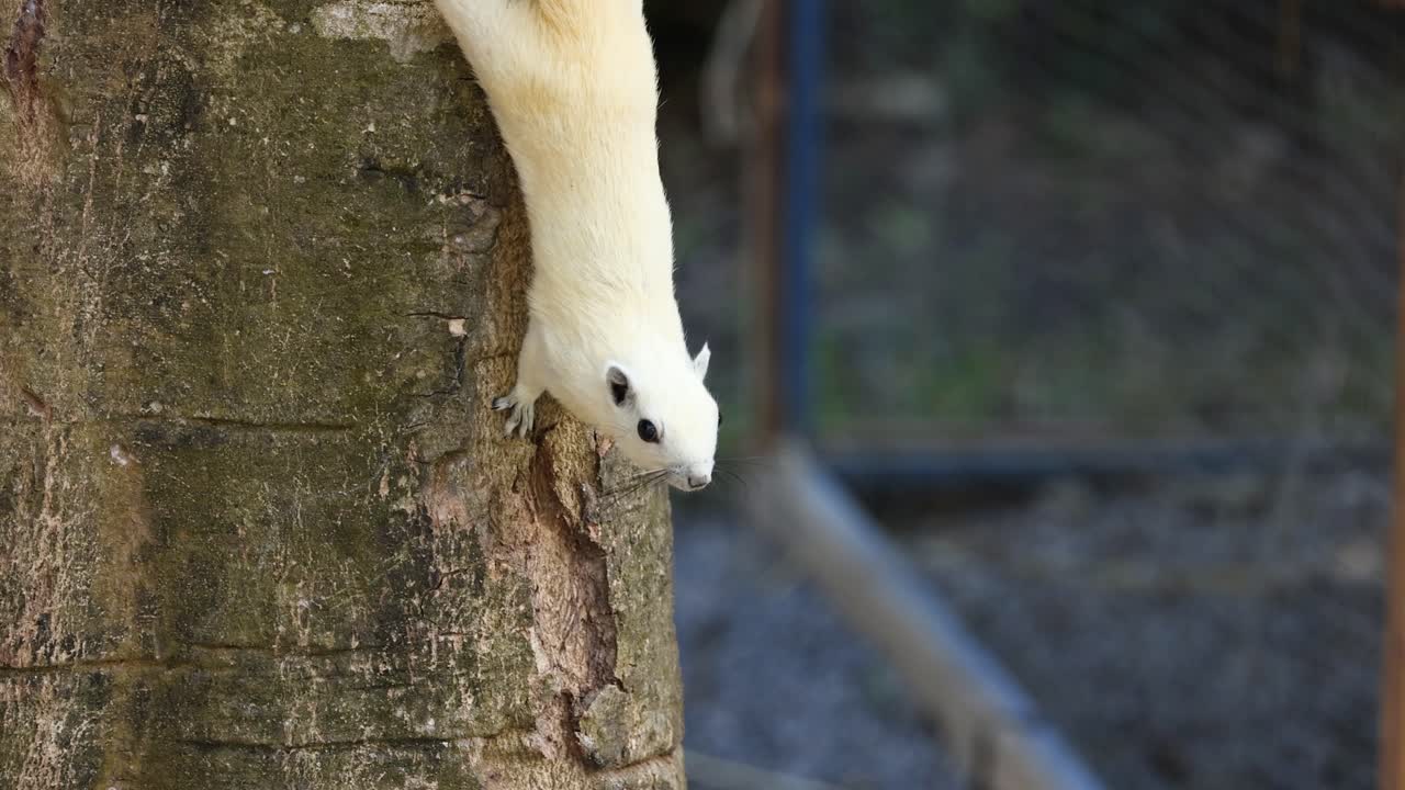el oso baja cuidadosamente por un tronco de árbol.