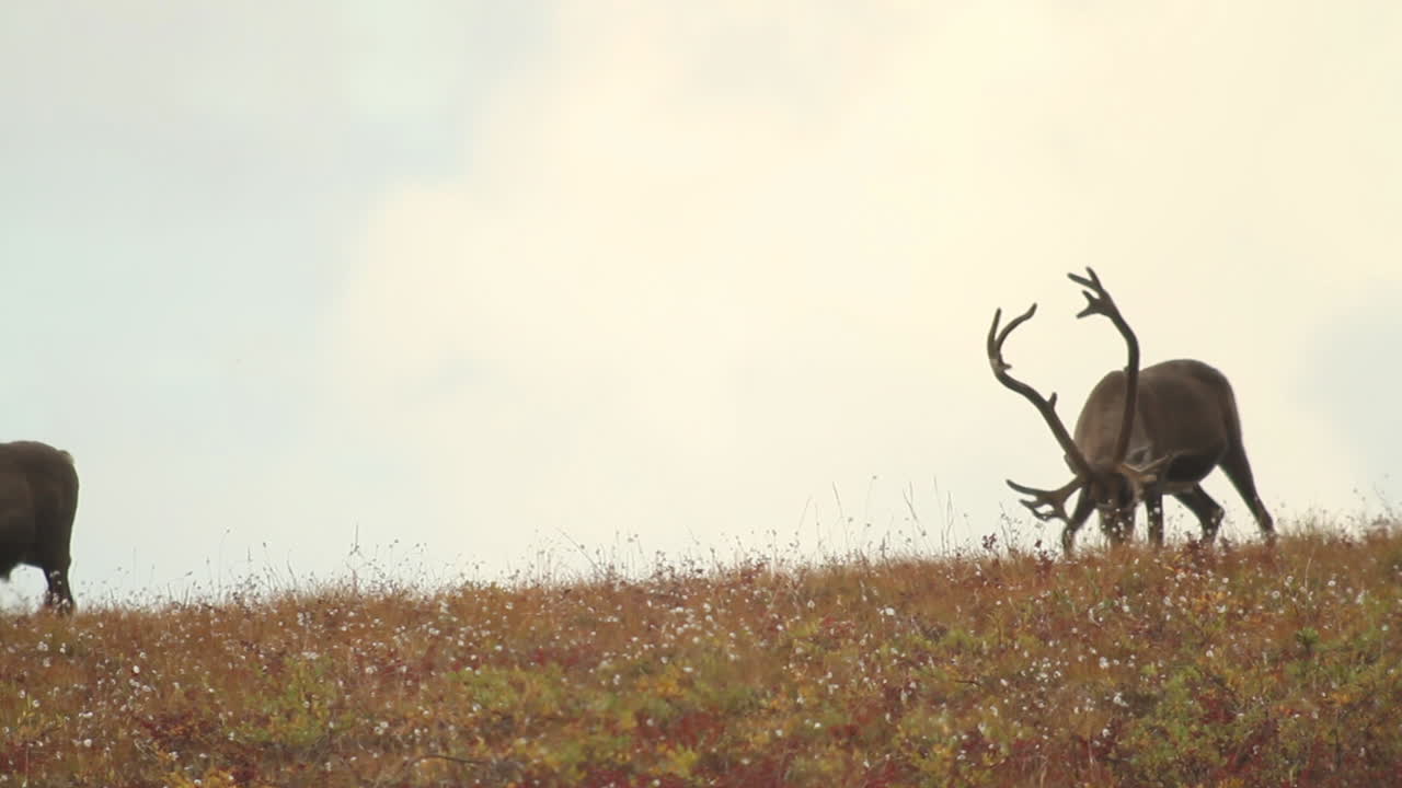 Caribou Grazing on the Tundra