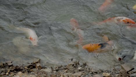 a carp feeding frenzy on the bank of the shallow waters of a fish pond, the fish shooting out to feed off the bank and then return back into the water