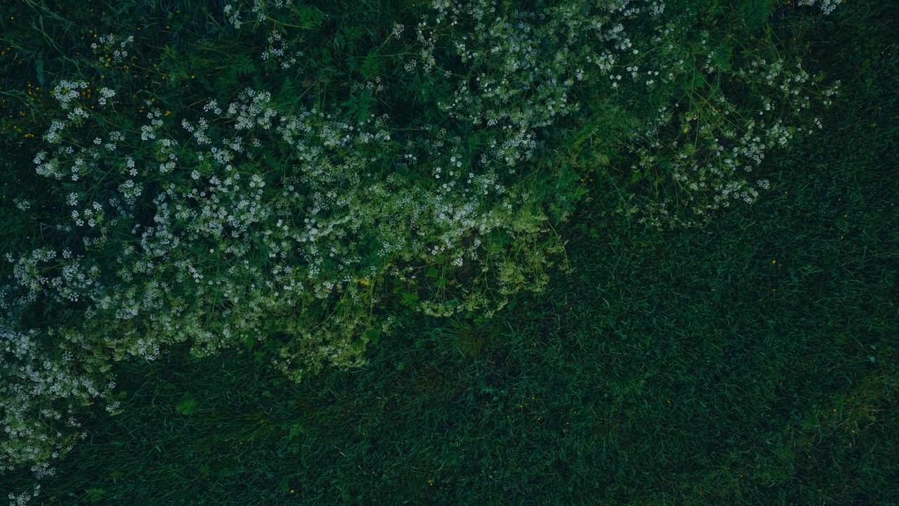 Piccoli fiori selvatici bianchi che crescono tra l'erba verde in un paesaggio rurale, mostrando vegetazione naturale e un ambiente di campagna in Norvegia - vista dall'alto